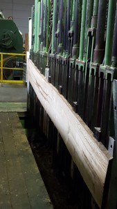 Eichen Messerrest im Messerbock