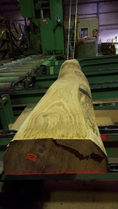 Eiche halbiert_3