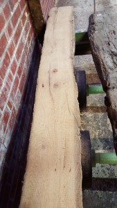 Balkeneiche_6