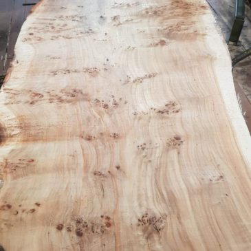 Grained poplar maser planks